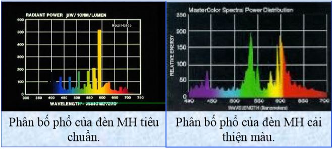 Phân bố của đèn MH